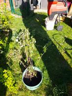 Set grote rode frambozenstruiken, Tuin en Terras, Planten | Fruitbomen, Ophalen, Overige soorten