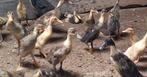 loopeenden poeljen die kunnen buiten lopen 7€, Meerdere dieren