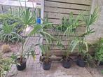 Trachycarpus fortunei (winterhard) palmbomem, Jardin & Terrasse, Plantes | Arbres, Enlèvement ou Envoi, En pot, 100 à 250 cm, Ombre partielle