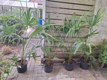 Trachycarpus fortunei (winterhard) palmbomem beschikbaar voor biedingen