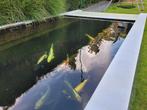ÉTANG À CARPES KOÏ HAUT DE GAMME OU PISCINE NATURELLE, C'EST, Jardin & Terrasse, Enlèvement