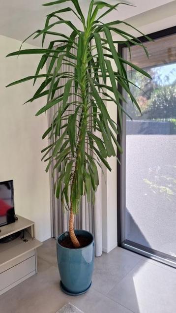 Yucca plant van 2m60 hoog , zonder pot disponible aux enchères