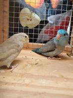 Perruche touis celeste couple, Dieren en Toebehoren, Vogels | Parkieten en Papegaaien, Parkiet