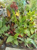 Canna's, Tuin en Terras, Planten | Tuinplanten, Ophalen