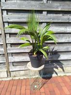 Palmboom Washingtonia, Tuin en Terras, Planten | Tuinplanten, Ophalen