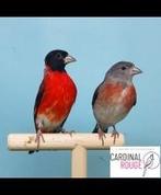 Je cherche un couple de tarin rouge du vénézuela, Dieren en Toebehoren, Vogels | Overige Vogels