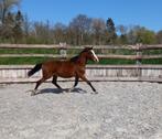 Shenzy, Hengst, M, Gechipt, 0 tot 2 jaar