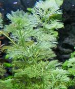 3 stekken Limnophila sessiliflora dwerg ambulia, Ophalen, Nieuw