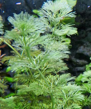 3 stekken Limnophila sessiliflora dwerg ambulia beschikbaar voor biedingen