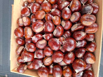 Verse kastanje en verse vijgen  beschikbaar voor biedingen