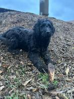 Mooi zwart medium goldendoodle pup, Golden retriever, Chien (mâle), Belgique, Plusieurs