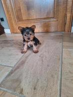 Yorkshire terriër pups, Dieren en Toebehoren, Honden | Jack Russells en Terriërs, Yorkshire Terriër, België, CDV (hondenziekte)