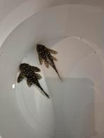 L201 en ancistrus longfins, Dieren en Toebehoren, Vissen | Aquariumvissen, Vis