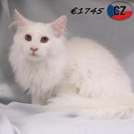 Maine Coon - kittens te koop, Meerdere dieren, Gechipt, 0 tot 2 jaar