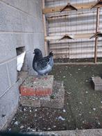 5 koppels kingduiven, Dieren en Toebehoren, Vogels | Duiven