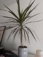 Dracaena+ clay pot, Ophalen