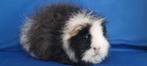 Ch teddy cavia zeugjes, Dieren en Toebehoren, Knaagdieren, Vrouwelijk, Cavia, Tam