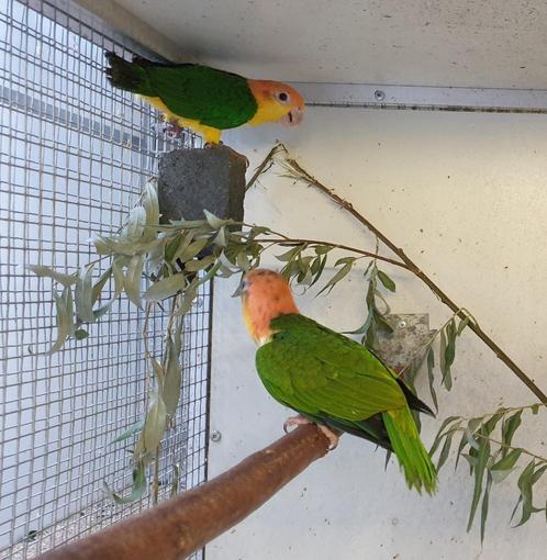 Prachtig onverwant koppel Roestkop Caique, Dieren en Toebehoren, Vogels | Parkieten en Papegaaien, Papegaai, Meerdere dieren, Geringd