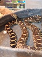 stierslang man (pituophis catenifer), Serpent