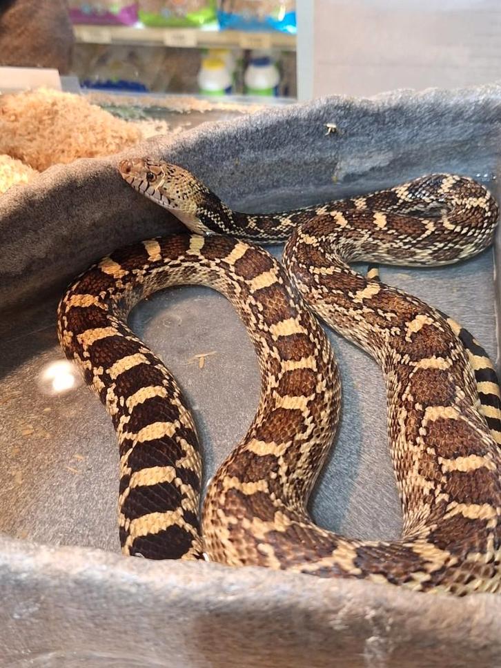 stierslang man (pituophis catenifer), Dieren en Toebehoren, Reptielen en Amfibieën, Slang
