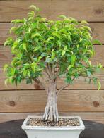 Bonsai ficus natasja, samengegroeide stam / tronc fusionné, Ophalen, In pot, Minder dan 100 cm, Bonsai