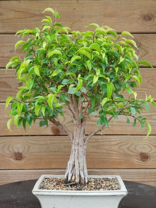 Bonsai ficus natasja, samengegroeide stam / tronc fusionné, Huis en Inrichting, Kamerplanten, Bonsai, Minder dan 100 cm, Groene kamerplant
