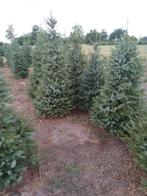 Mooie kerstbomen, Jardin & Terrasse, Plantes | Arbres, Enlèvement ou Envoi