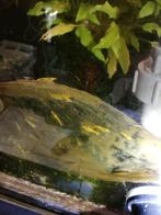 gele, citroen garnalen, Animaux & Accessoires, Poissons | Poissons d'aquarium, Homard, Crabe ou Crevette, Poisson d'eau douce