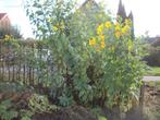 Helianthus tuberosus of aardpeer planten, Ophalen, Volle zon, Herfst, Groenteplanten