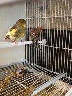 Kanaries,glosters, Dieren en Toebehoren, Ophalen