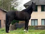 Mooie zwarte KWPN ruin, Dieren en Toebehoren, Paarden, Ruin, 165 tot 170 cm, 3 tot 6 jaar