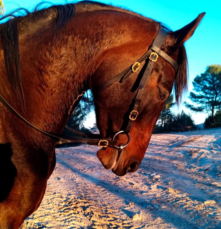 Jolie jument espagnole, Animaux & Accessoires, Chevaux, Jument, L, 160 à 165 cm, 3 à 6 ans, Cheval de récréation, Avec puce électronique