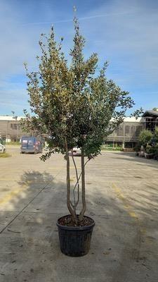 Quercus ilex MRST / Steeneik meerstam, Tuin en Terras, Planten | Bomen, Overige soorten, 100 tot 250 cm, Volle zon, Lente, In pot