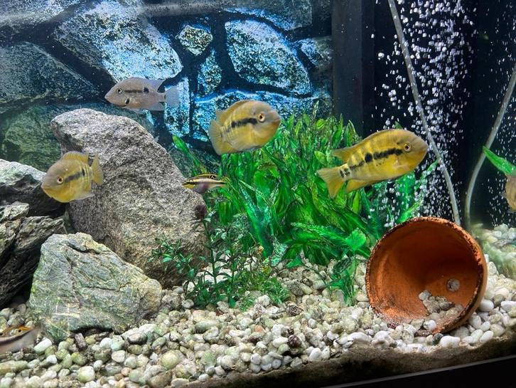 DAME GEZOCHT , GEZELSCHAP, Contacten en Berichten, Man zoekt Vrouw