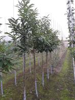 Tamme kastanje / Castanea sativa, Ophalen