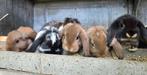 NHD nederlands hangoortjes. Handtam 8weken, Dieren en Toebehoren, Konijnen