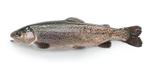 Verse forel, Ophalen