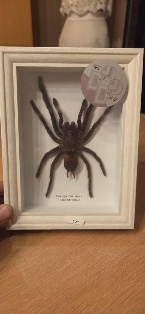 Haplopelma minax female in kader, Huis en Inrichting, Woonaccessoires | Wanddecoraties, Zo goed als nieuw, Ophalen