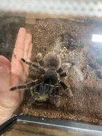 Lasiodora parahybana vrouw met terrarium vogelspin tarantula, Animaux & Accessoires, Reptiles & Amphibiens | Accessoires, Enlèvement ou Envoi