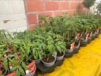 Tomatenplanten verschillende soorten, Enlèvement ou Envoi, Été
