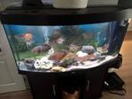 Aquarium juwel vision 260 met ledverlichting, Dieren en Toebehoren, Vissen | Aquaria en Toebehoren, Ophalen