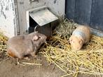 2 cavia mannetjes te koop, Dieren en Toebehoren, Knaagdieren, Oktober, Mannelijk, Cavia