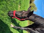 Brave 16j KWPN merrie, Dieren en Toebehoren, Paarden, Merrie, Gechipt, Dressuurpaard, 11 jaar of ouder