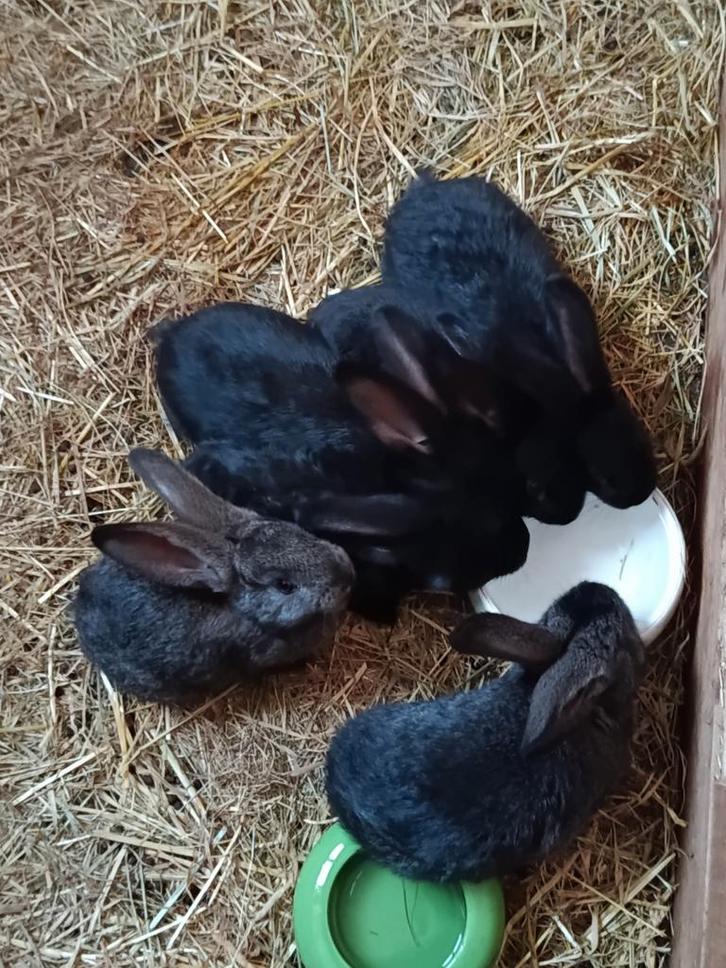 Konijnen, Dieren en Toebehoren, Konijnen