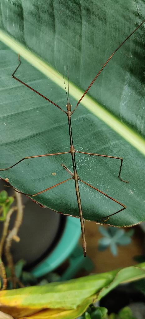 Wandelende takken - Ramulus angustior, Dieren en Toebehoren, Insecten en Spinnen, Wandelende tak