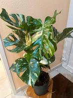 Monstera Thaï Constellation XL, Huis en Inrichting, Kamerplanten, Ophalen, Overige soorten, Halfschaduw, In pot