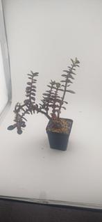 jade plant, Huis en Inrichting, Vetplant, Ophalen of Verzenden, Minder dan 100 cm, Volle zon