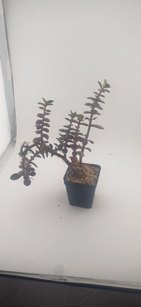 jade plant, Huis en Inrichting, Kamerplanten, Vetplant, Minder dan 100 cm, Groene kamerplant, Volle zon, Ophalen of Verzenden