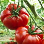 5 zaden tomaat Marmande - bio, Tuin en Terras, Bloembollen en Zaden, Verzenden, Voorjaar, Volle zon, Zaad