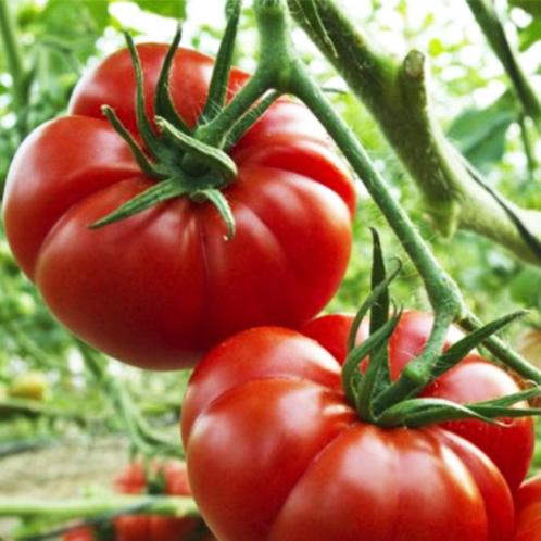 5 graines de tomates Marmande - bio, Jardin & Terrasse, Bulbes & Semences, Graine, Printemps, Plein soleil, Envoi